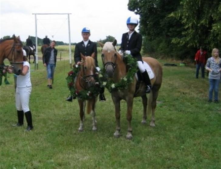 Tyroler Haflinger Anita <3 - Nummer 1 i Frøslev billede 11