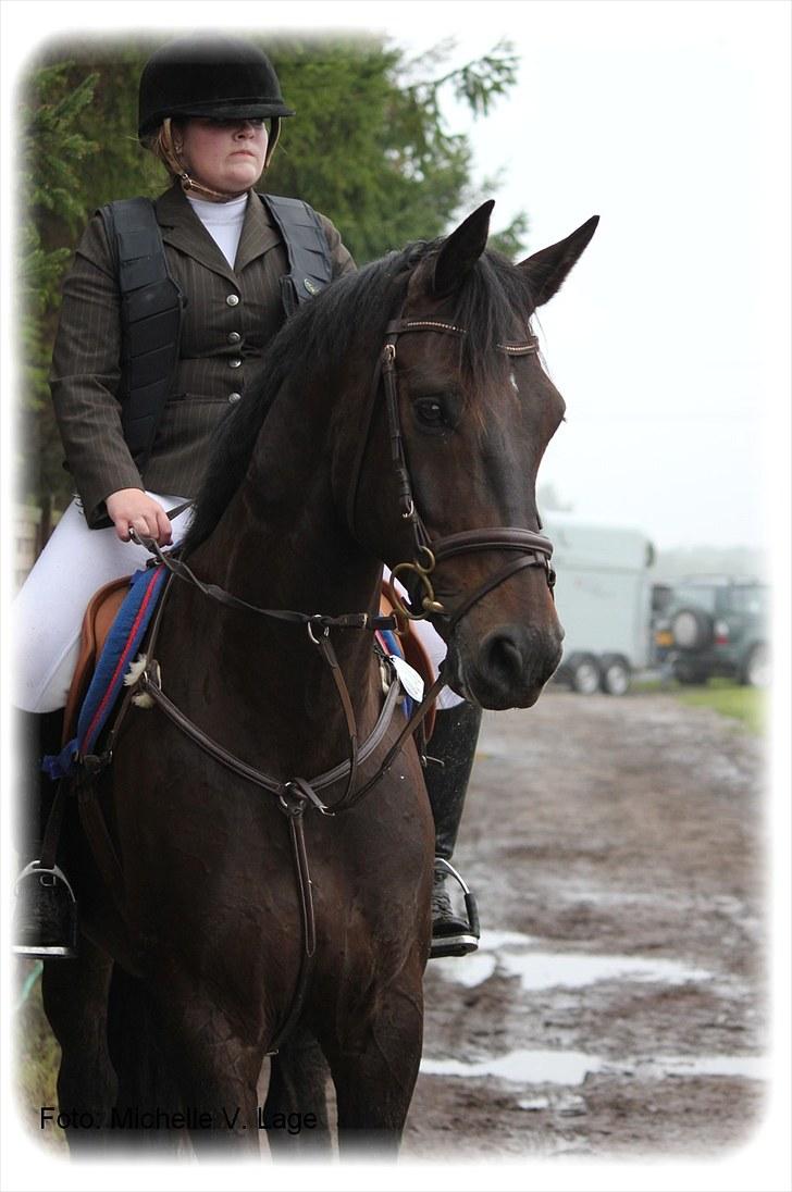 Dansk Varmblod | Aagaardens Kazar | - {* 9 *} = Kazar og Lonnie til stævne på Anderup d. 11/9-10 Foto: Mig billede 9