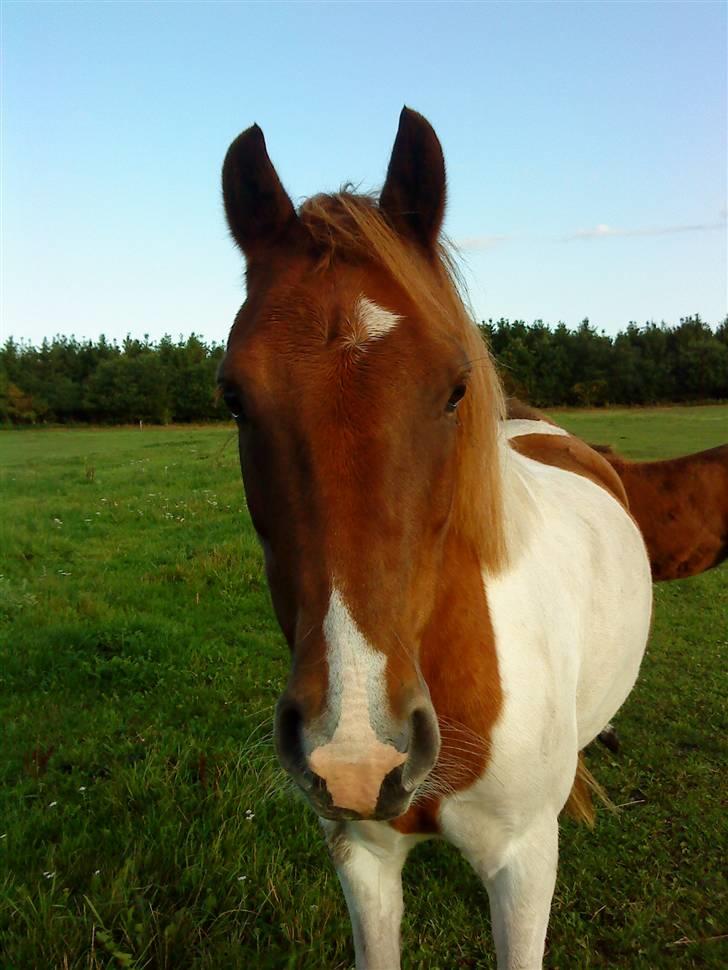 Pinto Spirit - Velkommen til Spirit profil! billede 2