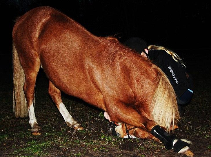 Hollandsk Sportspony Mads - hygge<3 billede 2
