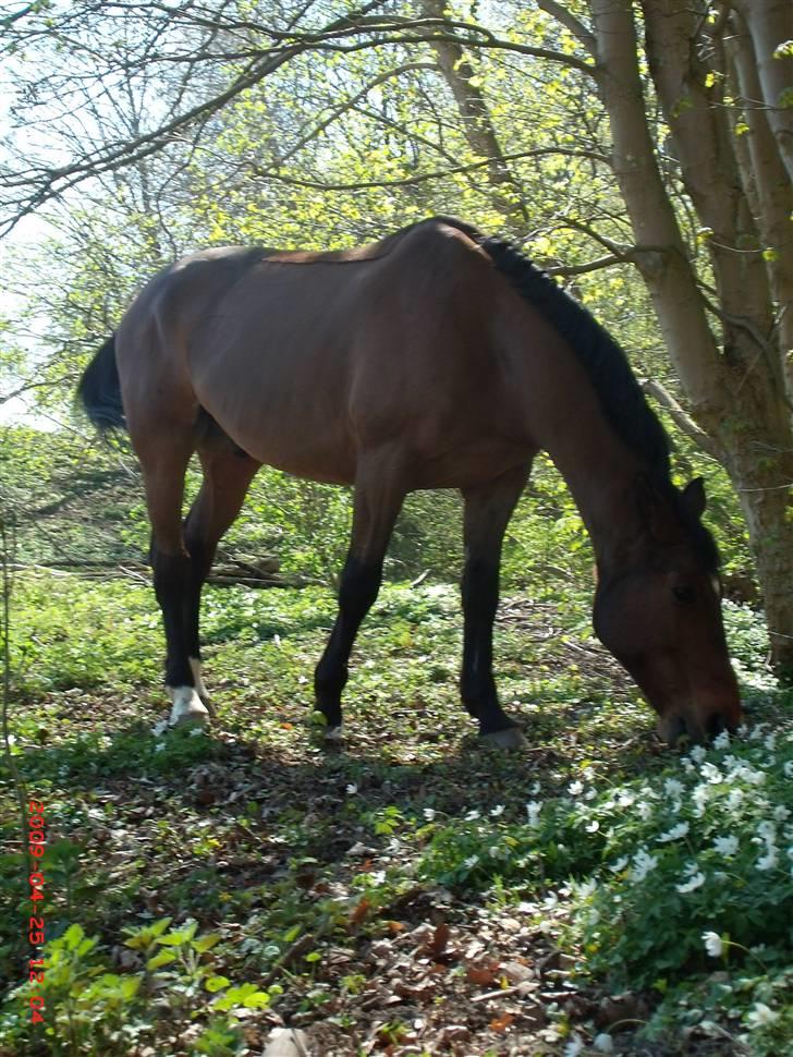 Dansk Varmblod Benjamin - den store. <3 billede 20