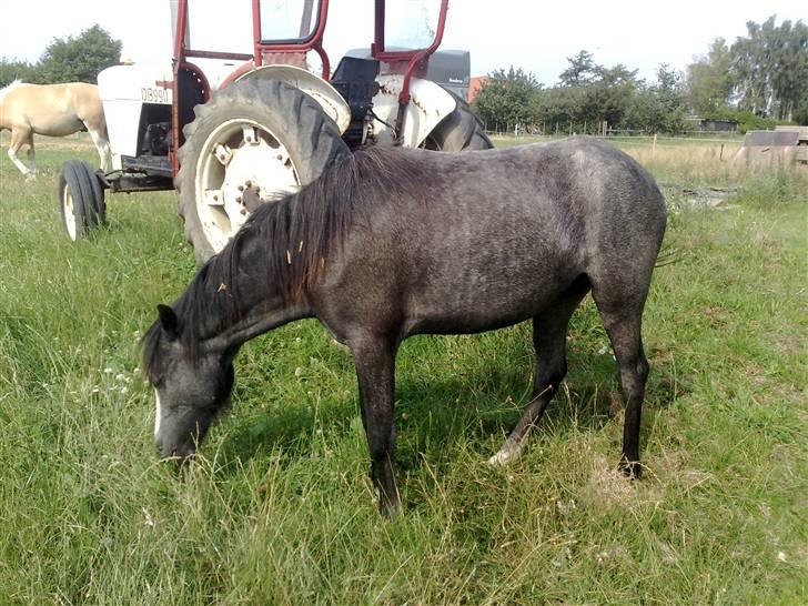 Welsh Mountain (sec A) Teglgårdens Azurra - Azurra 02.08.09 billede 3