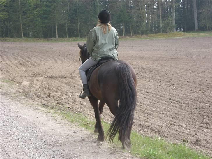 Anden særlig race Kashmir Solgt - På vej i skoven... billede 5