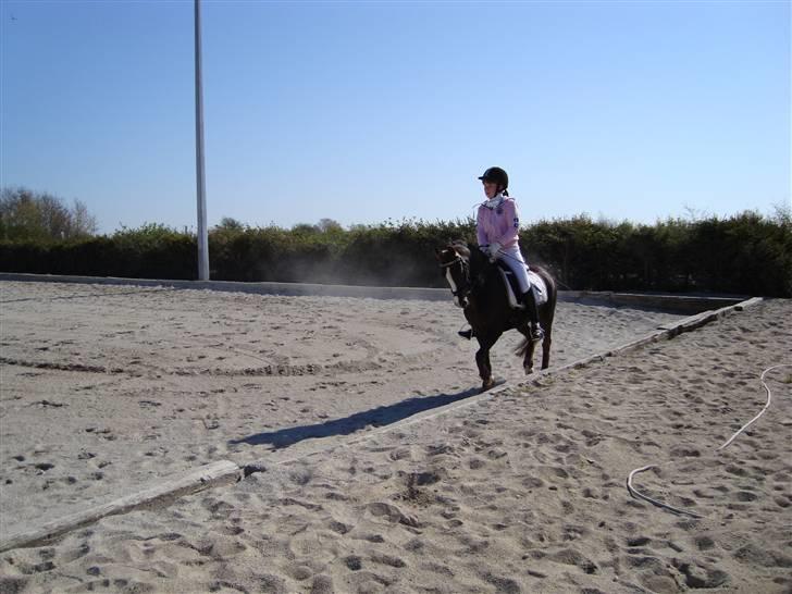 Welsh Pony (sec B) Silver - Til vores første landsstævne :) Fotograf: Min mor. billede 2