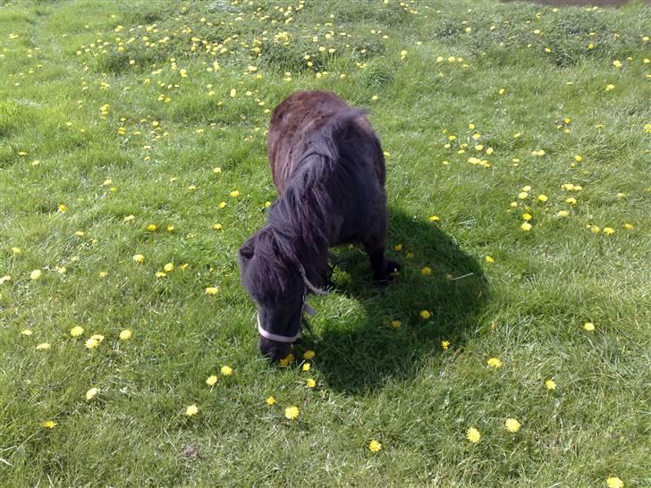 Miniature Lille Rosa* farmors pony* - Spiser græs dejlig solskindsdag billede 3
