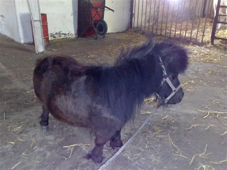 Miniature Lille Rosa* farmors pony* - i stalden billede 4