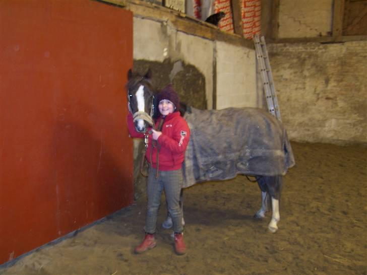 Welsh Pony (sec B) Silver - Hygge hos Julle.. Fotograf: Winnie :) billede 6