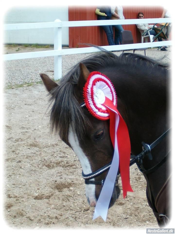 Welsh Pony (sec B) Silver - Klubmester i spring 2006.. Fotograf: Hanne :) billede 7