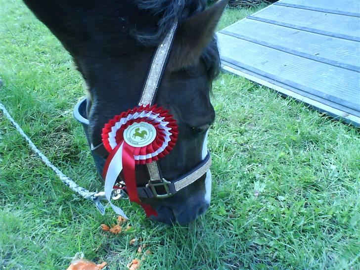 Welsh Pony (sec B) Silver - 1. plads i LA1.. Fotograf: Mig :) billede 8