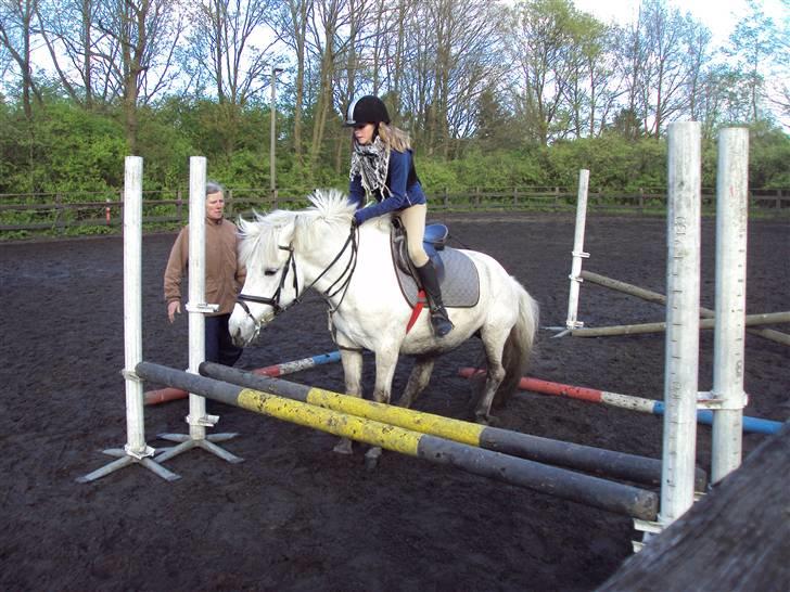 Anden særlig race Zafir billede 5