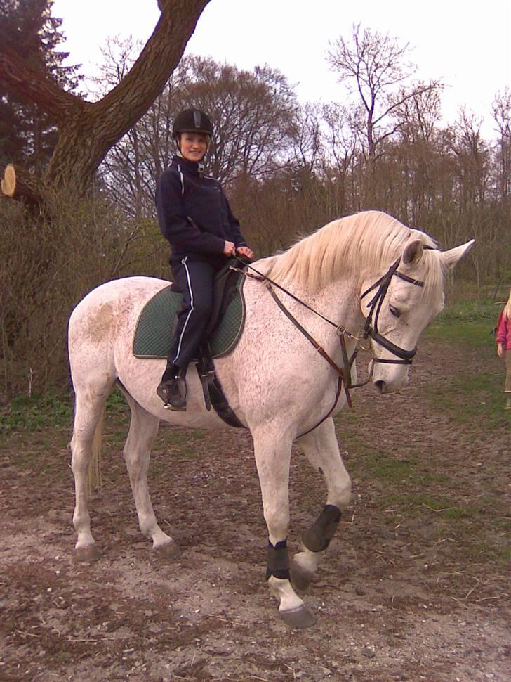 Dansk Varmblod A-Less (gammel part) - uhh, så fin han er :) billede 9