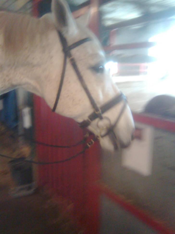 Dansk Varmblod A-Less (gammel part) - Så vi klar . billede 10