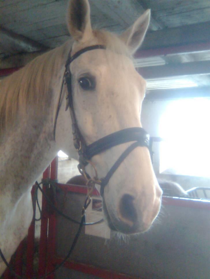 Dansk Varmblod A-Less (gammel part) - "Hej" billede 11