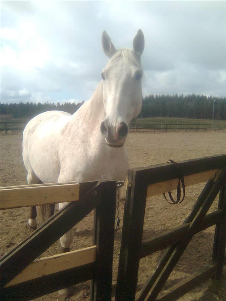 Dansk Varmblod A-Less (gammel part) - :) billede 12