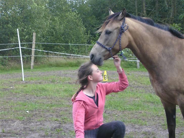 Anden særlig race - Selkis *Mit et og alt!* - Rebgrime træning, sommeraften. Skønheden i sig selv. Hesten altså.. ;-) billede 5