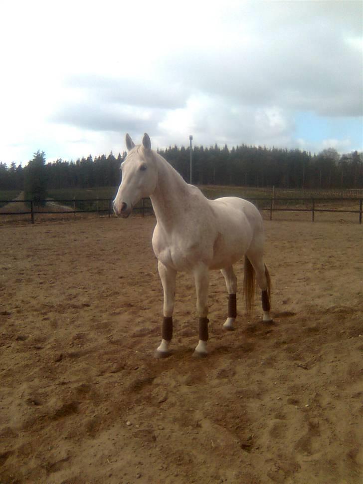 Dansk Varmblod A-Less (gammel part) - Dejligt med afslappning. billede 13