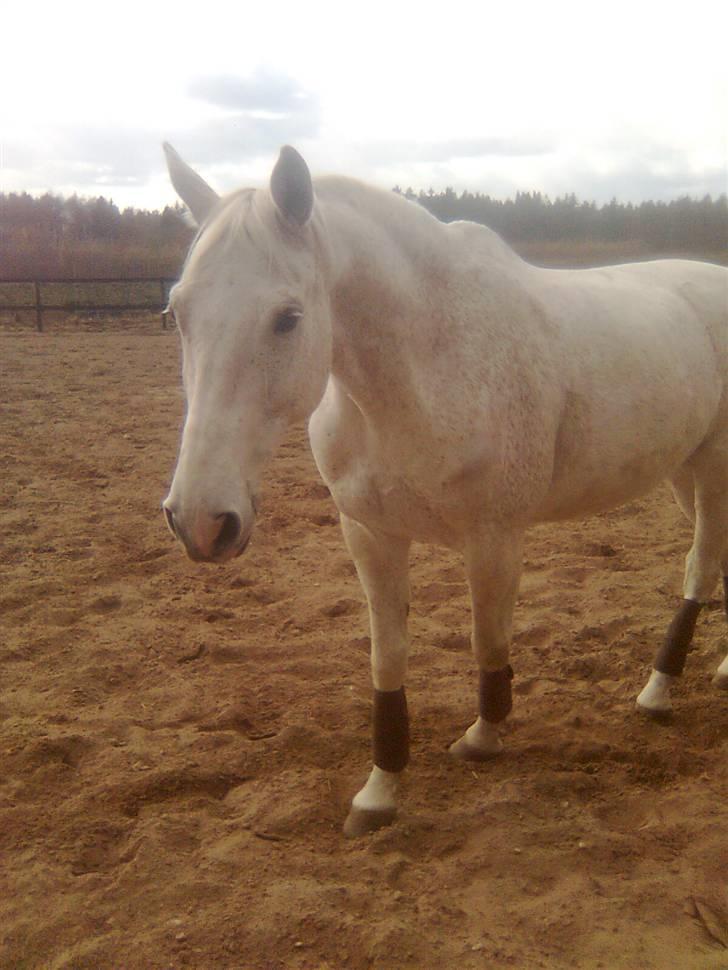 Dansk Varmblod A-Less (gammel part) - :) billede 14