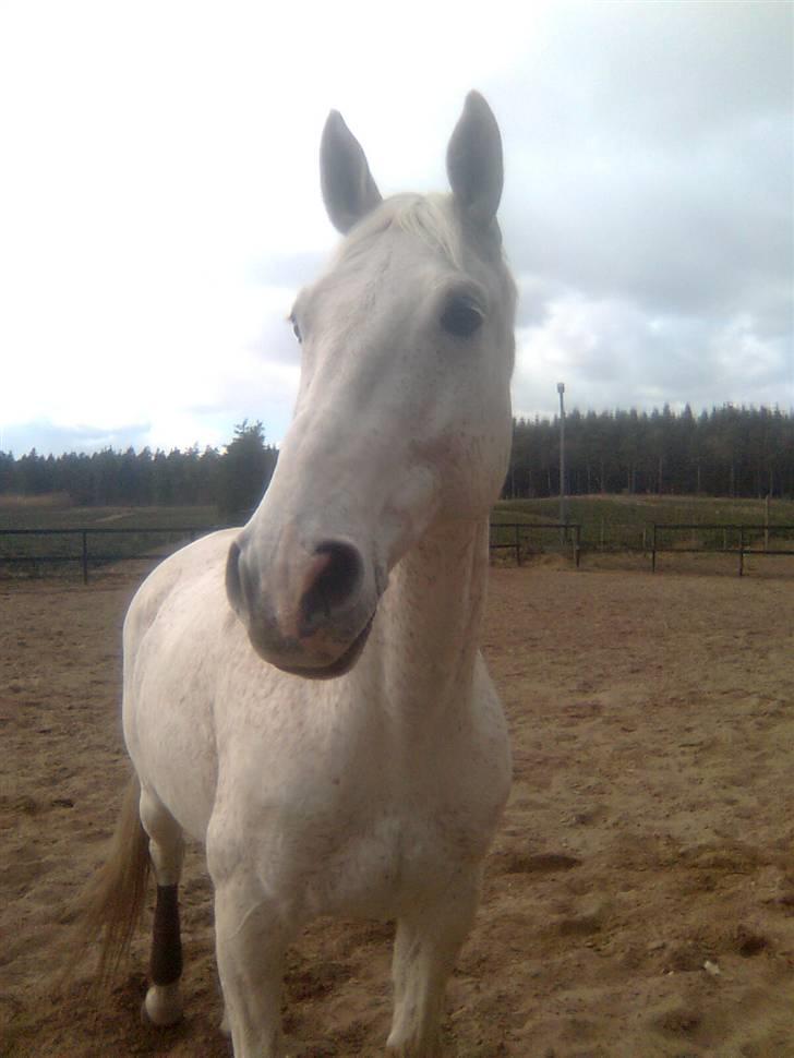 Dansk Varmblod A-Less (gammel part) - Når han er aller smukkest<3 billede 15