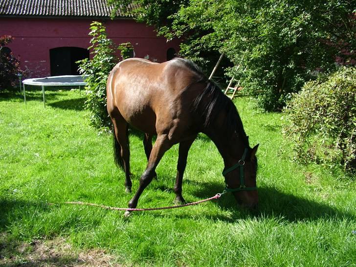 Traver Junior Guy billede 2