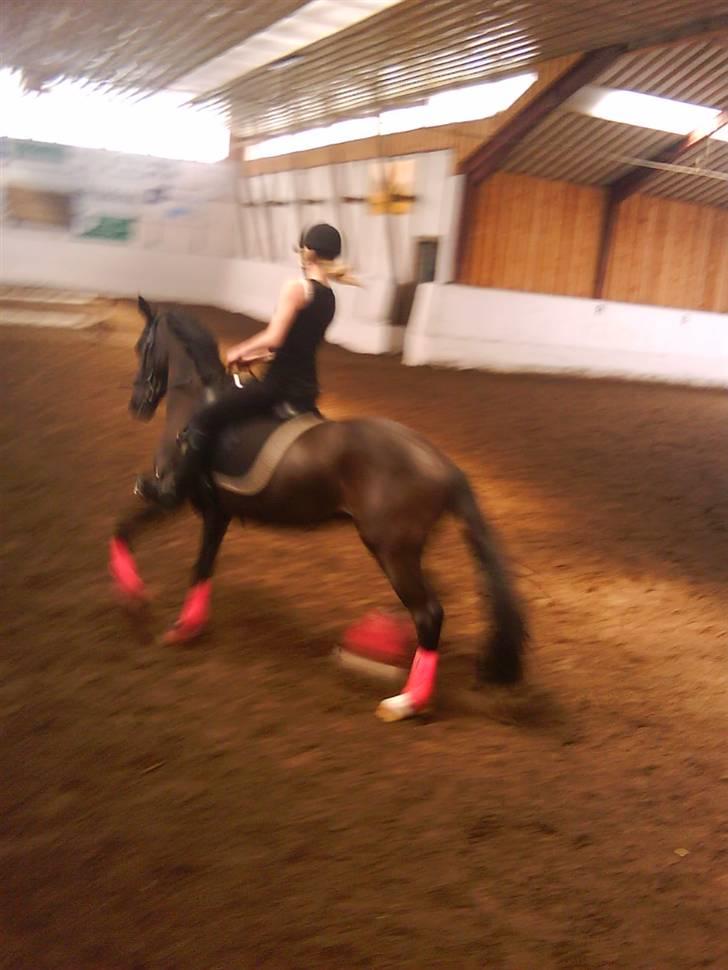 Hollandsk Sportspony Nadja van de Zonnehoeve (Solgt) - På Møllen billede 16