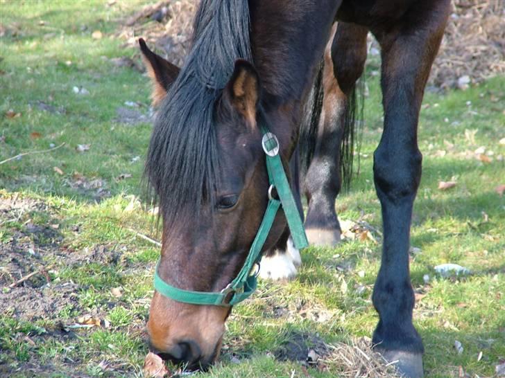 Traver Junior Guy billede 4