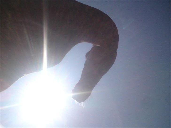 Hollandsk Sportspony Nadja van de Zonnehoeve (Solgt) - Sådan ser Sunny ud, når man ligger neden under hende og fotograferer 25.04.2010 billede 18