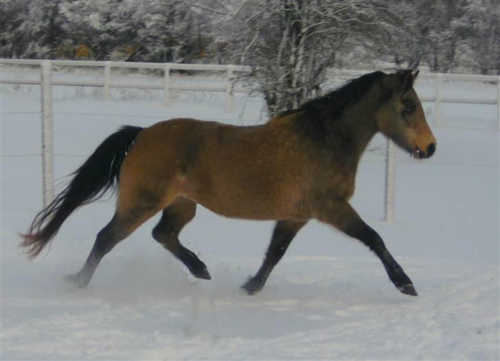 Anden særlig race - Selkis *Mit et og alt!* - En ægte blære hest.. Sådan en lækker trav hun har i sneen.. :D billede 7