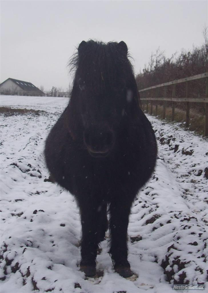 Shetlænder Sorte Anja "passer" - nåår! lille sorte mus i sneen<3 foto: Heidi billede 10