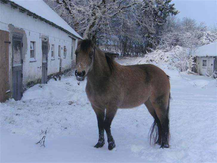 Anden særlig race - Selkis *Mit et og alt!* - Hvid er lige hendes farve, og dog hvor den klæder hende.. :P billede 8