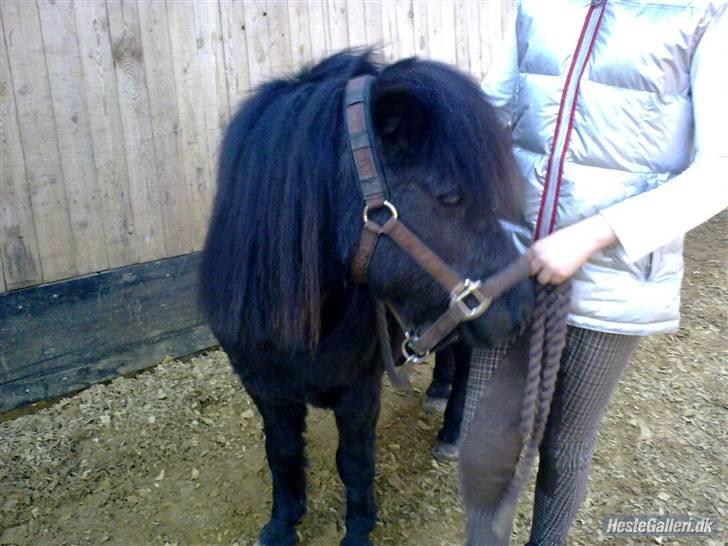 Shetlænder Sorte Anja "passer" - ej jeg tror faktisk godt at jeg kunne blive foto model?! for jeg er da smuk ik?!! hehe foto: Den allersødeste Sara billede 11