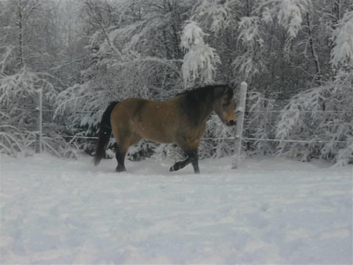 Anden særlig race - Selkis *Mit et og alt!* - Ren idyl. Smuk pony, og hvide træer i baggrunden. Og kig på hendes bagpart, med mange flere muskler end før.. billede 9