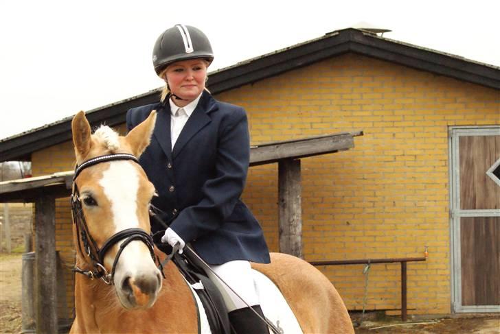 Haflinger Mirabell - Mojne :b billede 4