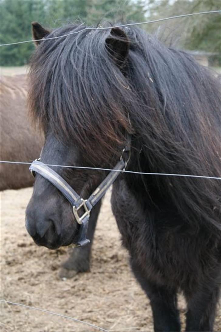 Islænder Spadi fra Àrbakka 'Solgt' - VELKOMMEN TIL SPADI´S Profil <3<3 Giv gerne en kommentar :D billede 1