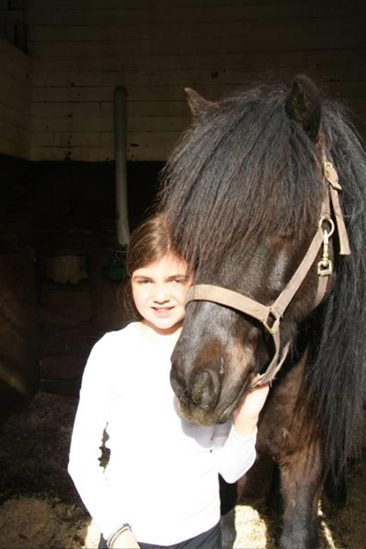 Islænder Spadi fra Àrbakka 'Solgt' billede 7