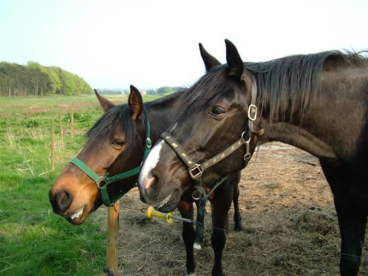 Traver Dylaron billede 2