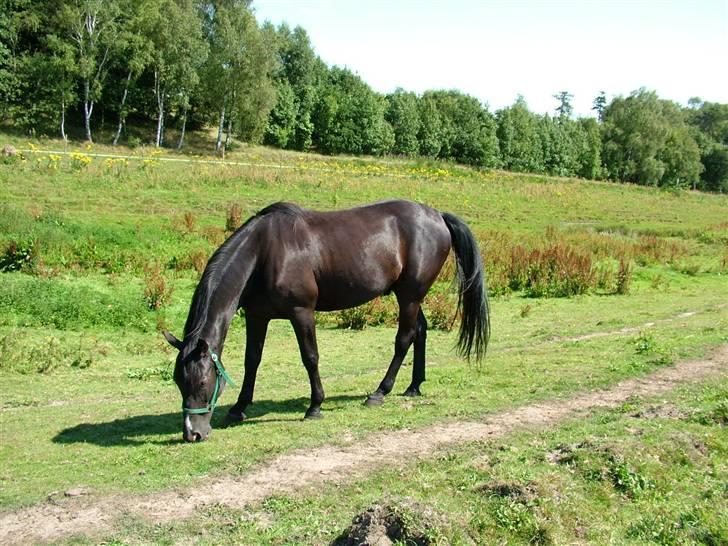 Traver Dylaron billede 3