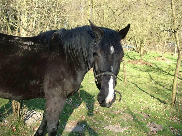 Traver Dylaron billede 4