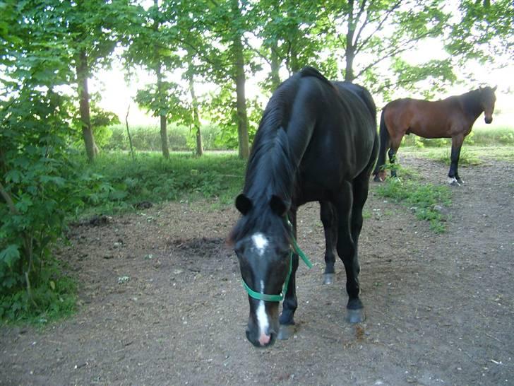 Traver Dylaron billede 5