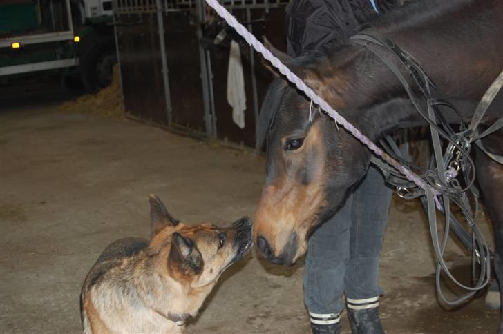 Anden særlig race Columbine  billede 2