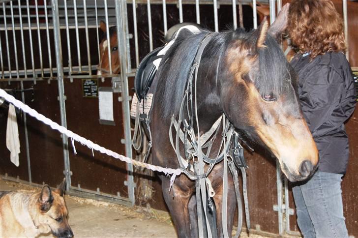 Anden særlig race Columbine  billede 3