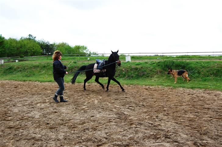 Anden særlig race Columbine  billede 4
