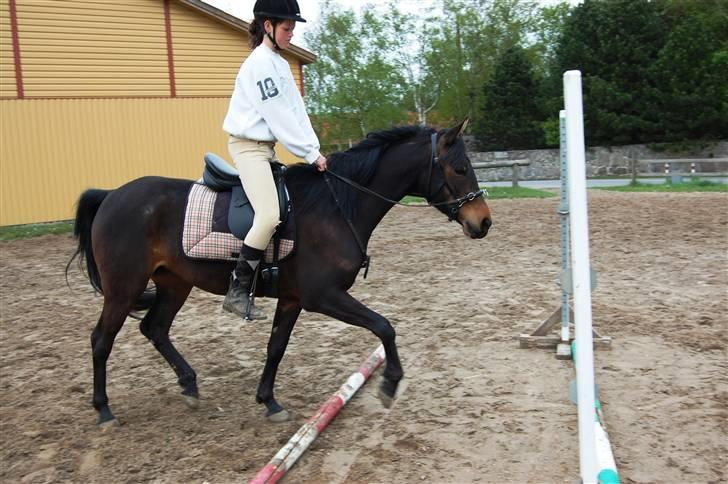 Anden særlig race Columbine  billede 5