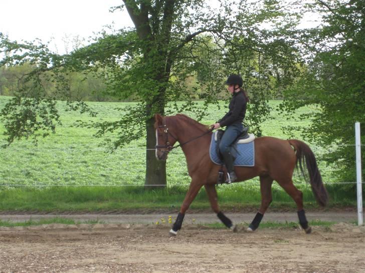 Arabisk fuldblod (OX) Shah Siimzek billede 18