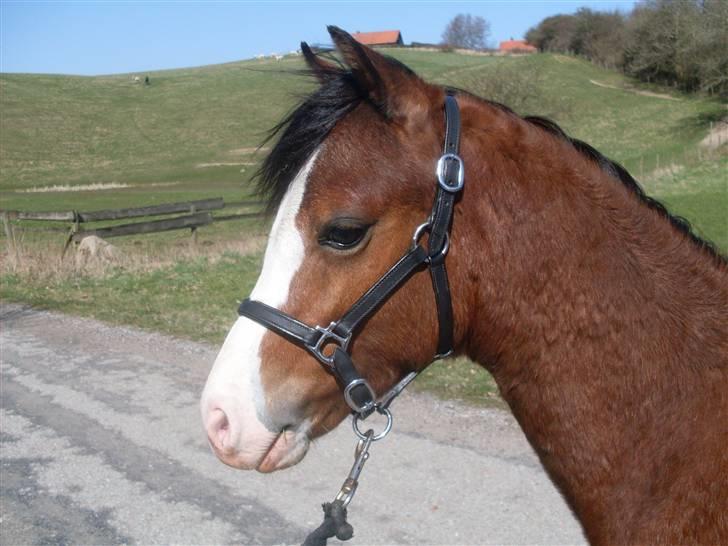 Welsh Pony (sec B) Bjerregårds Leonardo  - Bjerregårds Leonardo billede 1