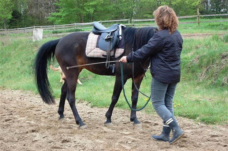 Anden særlig race Columbine  billede 6