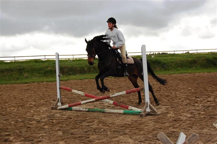 Anden særlig race Columbine  billede 7