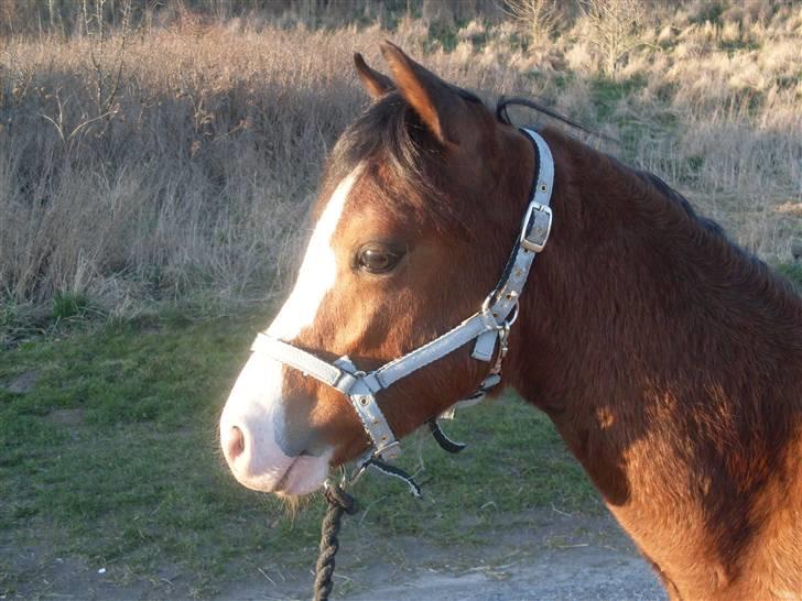 Welsh Pony (sec B) Bjerregårds Leonardo  billede 2