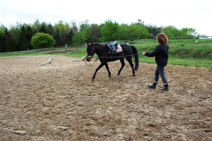 Anden særlig race Columbine  billede 8