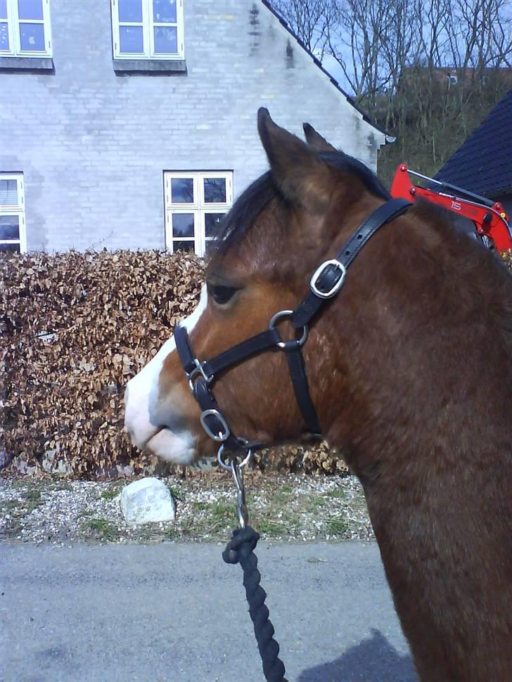 Welsh Pony (sec B) Bjerregårds Leonardo  billede 3