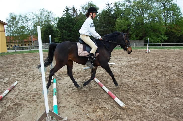 Anden særlig race Columbine  billede 9